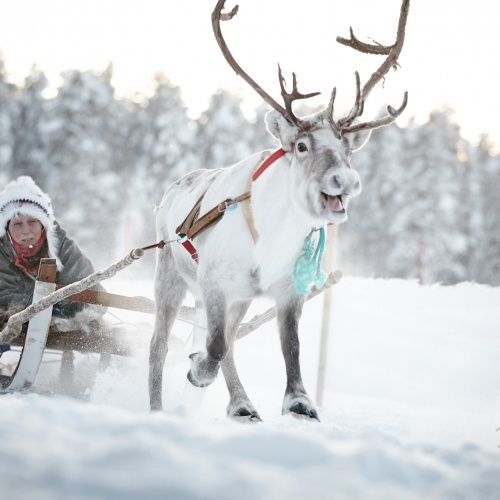 Lapland Winter Market | Photo Essay